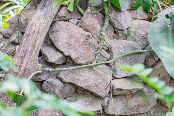 Image depicts a weathered rock wall section, possibly man-made, with growing vegetation, suggesting a humid environment Soft lighting suggests dawn or dusk The image showcases sharp focus on foregr