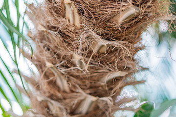 Close-up image of a decomposing coconut on its tree, highlighting the fibrous husk used in various products Earthy tones dominate the scene