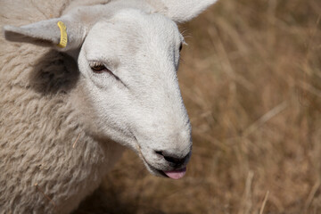 Fototapeta premium A sheep on a farm
