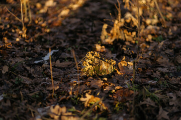 leopard print on the ground