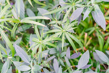 Close-up image of healthy, leafy plants with new shoots, blurred background emphasizing foliage