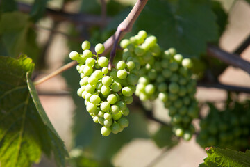 Close up of green grapes