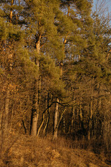 autumn in the forest