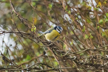 Blue tit on tree branch