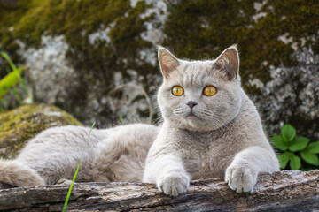 Cat lying on a log.Scottish cat breed pet gray fluffy with amber eyes, playful enthusiastic, hunting peeks out in the bushes outside