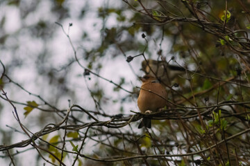 Common chaffinch on tree branch