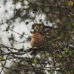 Common chaffinch on tree branch