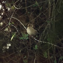 Common chaffinch on tree branch