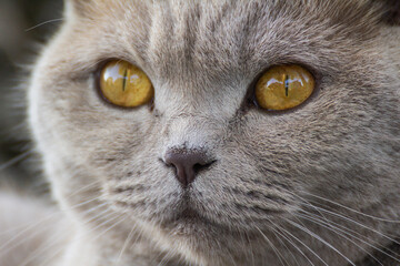 Cat lying on a log.Scottish cat breed pet gray fluffy with amber eyes, playful enthusiastic, hunting peeks out in the bushes outside