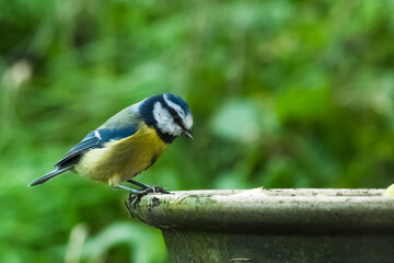 Blue tit at bird feeder with blurred background