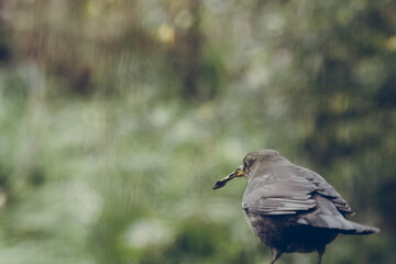 Eurasian blackbird with blurred background