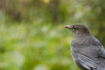 Eurasian blackbird with blurred background