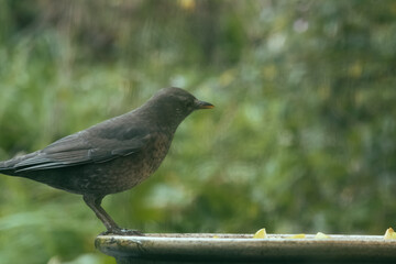 Eurasian blackbird at bird feeder with blurred background
