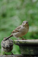 House sparrow at bird feeder with blurred background