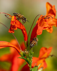 Bees on an orange plant