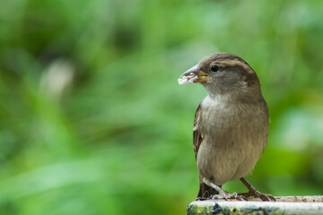 House sparrow at bird feeder with blurred background