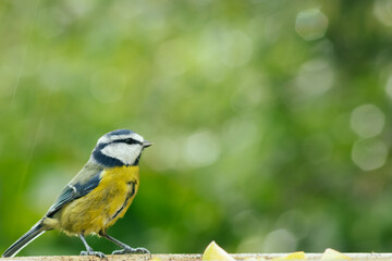 Blue tit with bokeh background