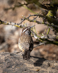 Cactus wren bird on a rock looking back