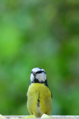 Blue tit with blurred background