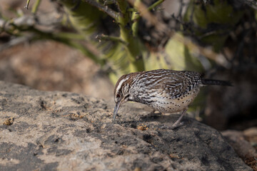 Cactus wren bird poking around a rock