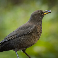 Eurasian blackbird with blurred background