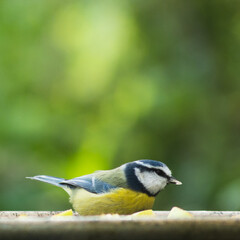 Blue tit at bird feeder with bokeh background
