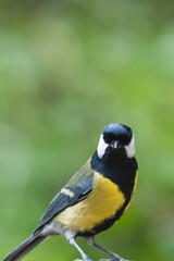Great tit with blurred background