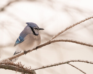Blue Jay