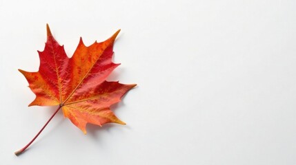 Single autumn leaf on white background, vibrant fall colors, seasonal nature image