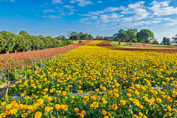 Fototapeta premium Zinnia elegans garden, natural color background. Zinnia violacea, orange, pink, red flowers blooming in the flower garden. A garden with beautiful, colorful flowers At Panawat Dhamma Practice Center, 