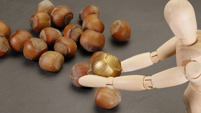 Find the golden nut or nugget among the hollow nuts - with sharp background