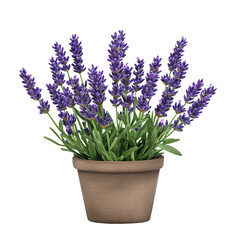 Fototapeta premium Lavender flowers in a pot isolated on a transparent background, showcasing vibrant purple blooms and green, Three lavender flowers with pot isolated on transparent background. Lavender flower