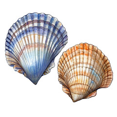 Two vintage watercolor shells on a transparent background showcasing natural beauty and artistic expression, Retro vintage two shells on transparent background