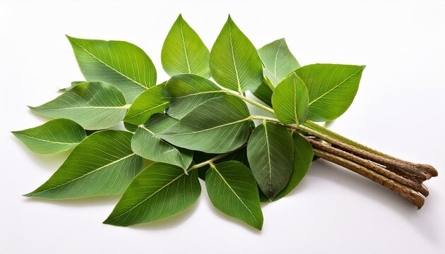 patola trichosanthes dioica ayurveda herb natural medicinal treatment aspect remoted on a white heritage
