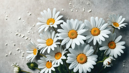 Obraz premium Beautiful white daisies arranged on a textured surface create an elegant floral display in natural light