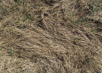 Old dried grass in the autumn forest. Texture of couch grass and other herbs.
