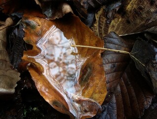 close up of a leaf filled with water.
