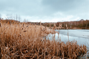 A captivating view of a wetland adorned with cattails, partially frozen water, and a serene winter backdrop. The muted tones under an overcast sky evoke tranquility and raw natural beauty.