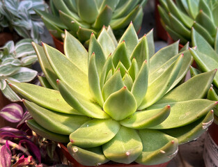Fototapeta premium Close-up of a succulent plant Echeveria agave in a pot, with natural light highlighting its intricate details. Green succulent pattern close up.