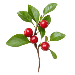 Fresh Barbados cherry branch with vibrant red fruit and green leaves isolated on transparent background, Barbados cherry, Malpighia emarginata, Family Malpighiaceae on transparent background