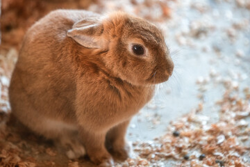 霞ヶ浦ふれあいランド
