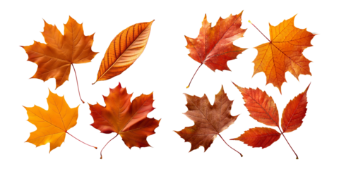 Colorful Autumn Leaves Collection on Transparent Background