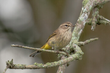 Bird on a branch