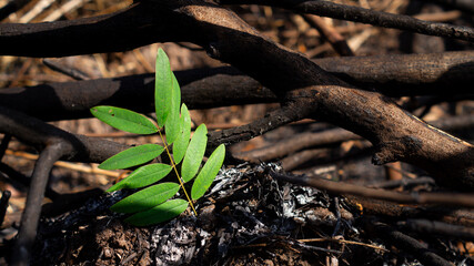 Green leaves rest on the ashes from burning trees and forests. On the background of the branches that have turned black Concept of growth and nature conservation