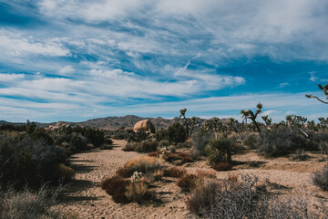 landscape with joshua trees and sky