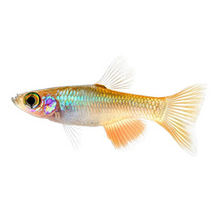 Obraz premium A vibrant female guppy swimming gracefully against a transparent background, Female guppy isolated on transparent background