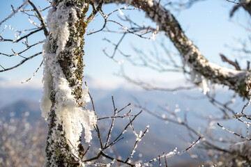 Mossy Tree Coverd In Snow Looks Out Over Distant Valley
