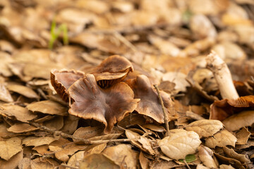 Mushrooms Hide In The Fallen Leaves