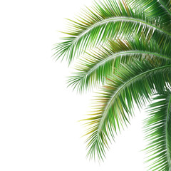 Naklejka premium Lush tropical coconut palm leaves create a vibrant summer background for relaxation and inspiration, tropical coconut palm leaves tree for summer background on transparent background file