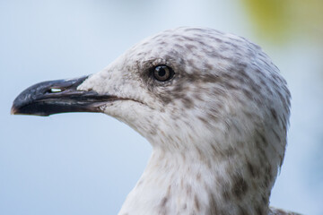 close up of a seagull